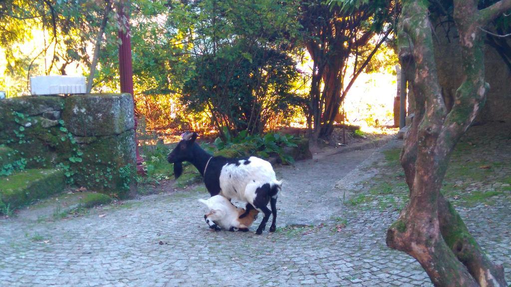 Alvores Do Tempo - Quinta De Turismo Rural Guest House Castro Daire Bagian luar foto